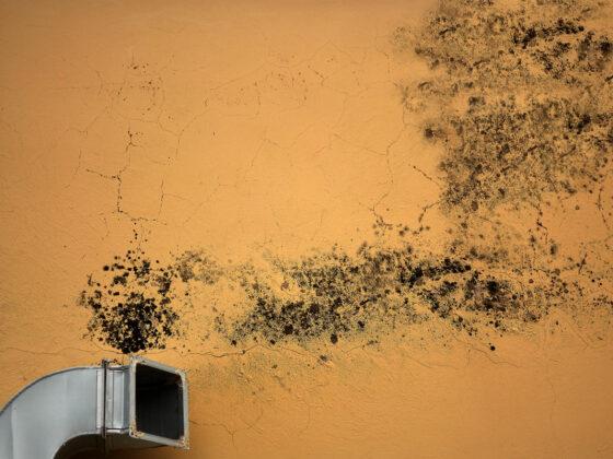 Air Duct Mold Remediation: What the Process Actually Involves and Why It Matters