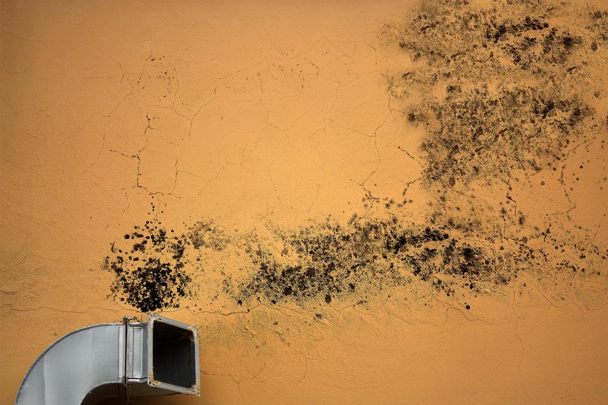 an orange wall covered in mold from a dirty vent that requires Air Duct Mold Removal in Brandon, MS